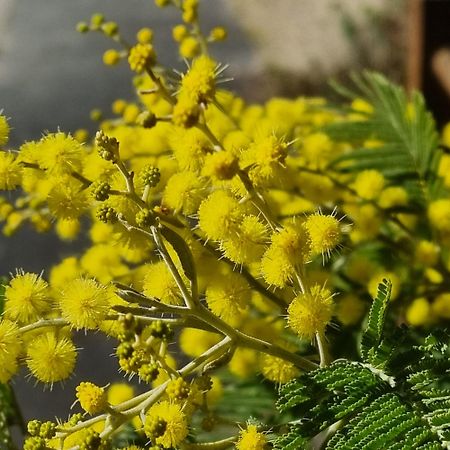 Chateau Neuf Le Desert Le Pizou Εξωτερικό φωτογραφία