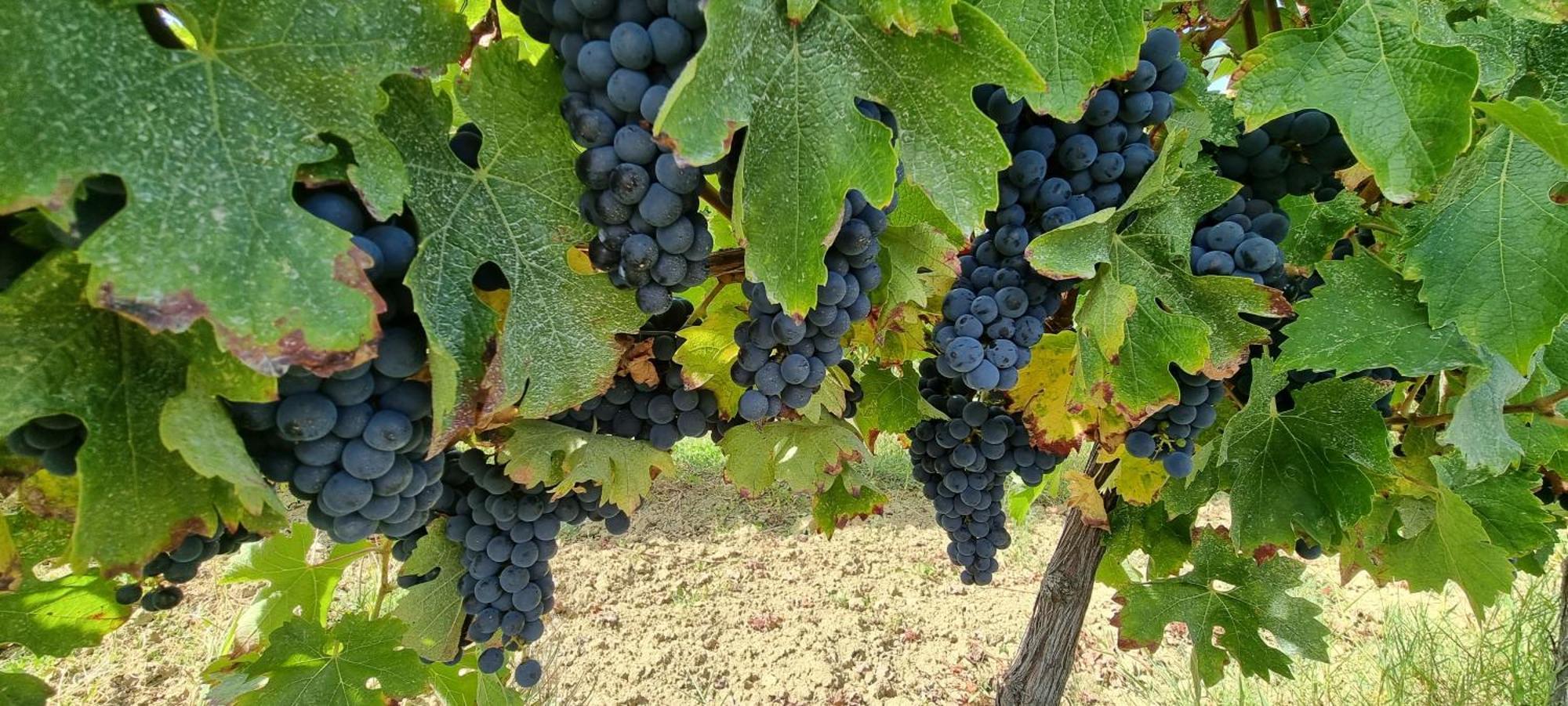 Chateau Neuf Le Desert Le Pizou Εξωτερικό φωτογραφία